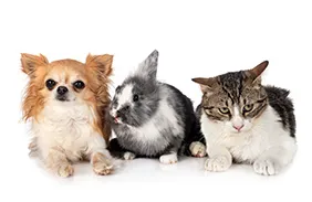 ペット葬儀(火葬)のできる動物イメージ画像